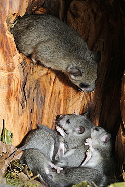 Fat Dormice and young in their nest in a hollow tree-France 