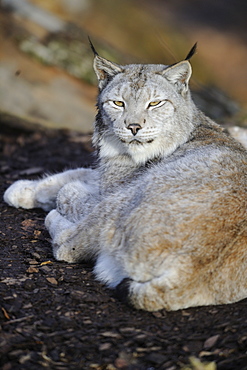 Siberian lynx resting