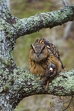 Eurasian Eagle-owl with prey on a branch, Cantabria Spain 