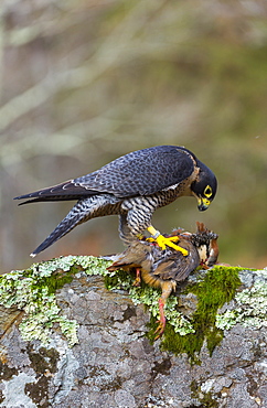 Pelegrine Falcon eating a Partridge, Cantabria Spain 