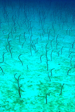 Galapagos Gardenne Eels on bottom, Galapagos Islands 