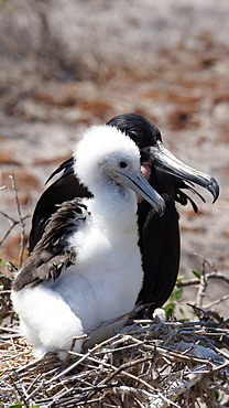 Young Great Frigatebird at nest, North Seymour Galapagos