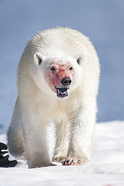 Polar Bear walking on pack ice, Hudson Bay Canada