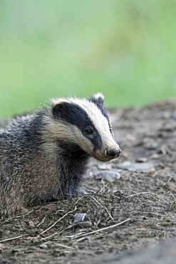 Eurasian Badger in mud, Wales UK