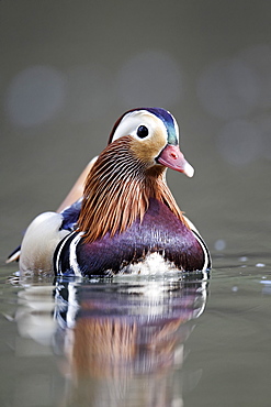 Mandarin Duck male on the water, Midlands UK