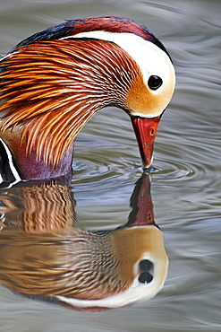 Portrait of Mandarin Duck male on the water, Midlands UK