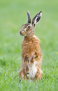 Brown Hare standing in a meadow at spring, GB