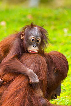 Bornean Orang-utan female and young 