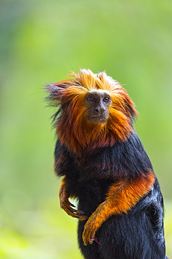 Golden-headed lion tamarin