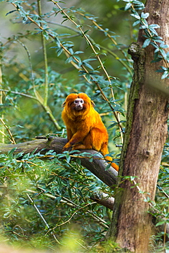 Golden Lion Tamarin on a branch