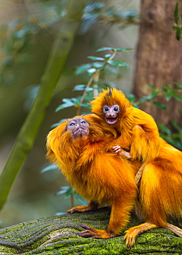 Golden Lion Tamarin and young on a branch