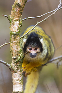 Squirrel Monkey on a branch