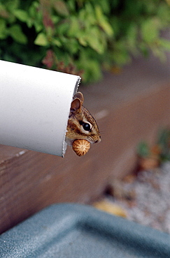 Siberian chipmunk in a gutter and peanut, Canada