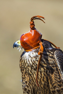 Portrait of hooded Rapace, Burgos Spain