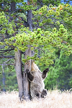 Grizzly rubbing a trunk, Chilcotin Mountains Canada 