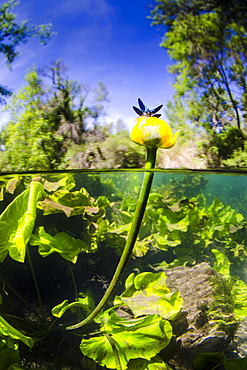 Damselfly on Yellow water lily flower, River Lez France 