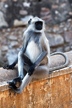 Hanuman Langur sitting, Galta Temple Rajasthan India