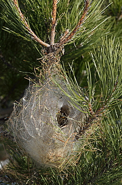 Pine Processionary moth nest, Etna Sicily 