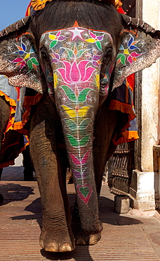 Asian Elephant painted for a ceremony, Rajasthan India