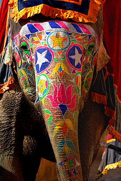 Asian Elephant painted for a ceremony, Rajasthan India