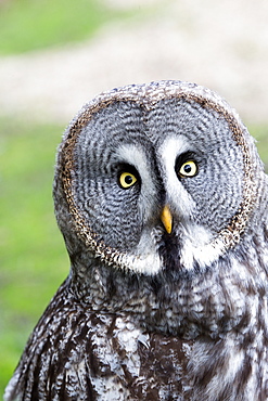 Portrait of Great Grey Owl, Sologne France