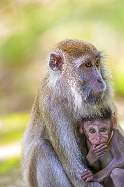 Long-tailed macaque and young in forest, Bako Malaysia