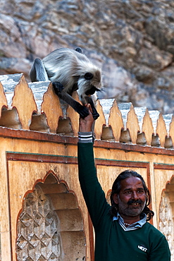 Hanuman Langur amputee and man, Galta Temple Rajasthan 