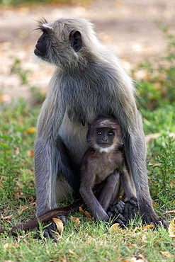 Hanuman Langur and young on grass, Rajasthan India 