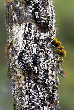 Caterpillars on a log in the woods, Mata Atlantica Brazil 