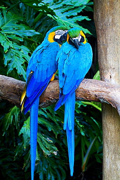 Blue and yellow Macaws, Serra Geral Mata Atlantica Brazil 