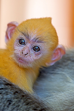 Young Silvery Leaf Monkey, Labuk Bay Borneo Malaysia