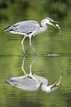 Grey heron juvenile fishing in water, Midlands UK