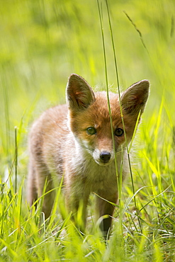 Young Red Fox in the tall grass, France