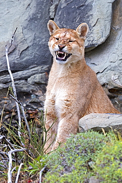 Puma grinning in the scrub, Torres del Paine Chile 