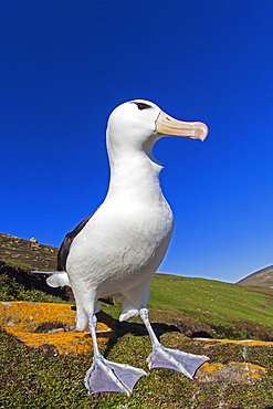 Black-browded albatros on a rock, Falkland Islands