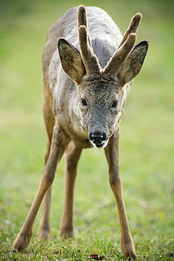 Roebuck velvet, Ardennes Belgium 