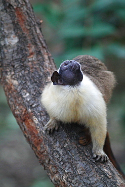 Brazilian bare-faced tamarin on a branch 