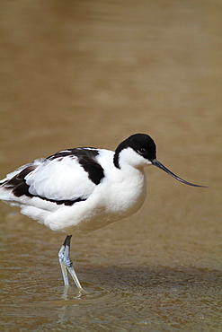 Pied Avocet wading