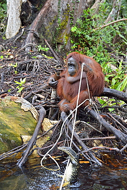 Orang-utang, Indonesia