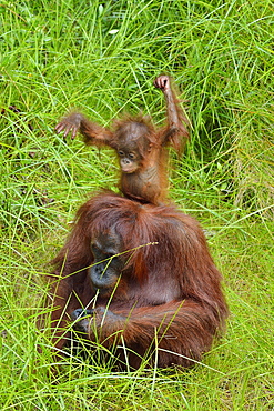 Orang-utang, Indonesia