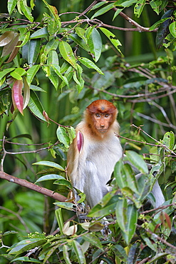 Proboscis monkey, Indonesia