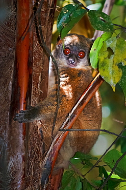 Gray-backed Sportive Lemur, Lokobe Nosy Be Madagascar