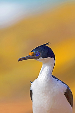 Imperial Cormorant in breeding season, Falkland Islands