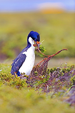 Imperial Cormorant building its nest, Falkland Islands