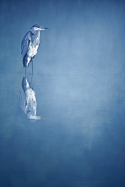 Grey Heron in water on misty morning, Midlands Britain UK