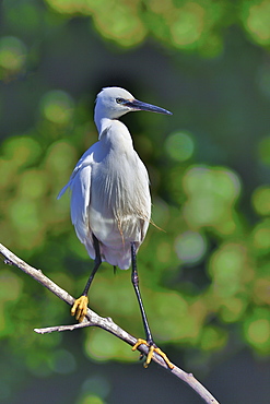 Little Egret on a branch, Dombes France