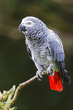 Grey parrot on a branch 