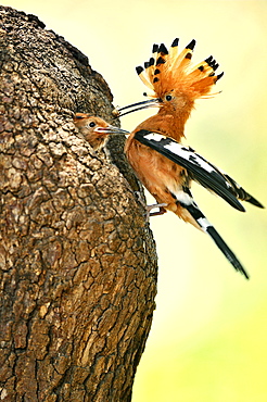 Hoopoe feeding its young in the nest, Botswana 