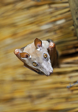 Portrait of Peters' epauletted fruit bat 