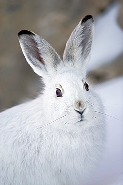 Portrait of Mountain Hare winter liveried, Swiss Alps 